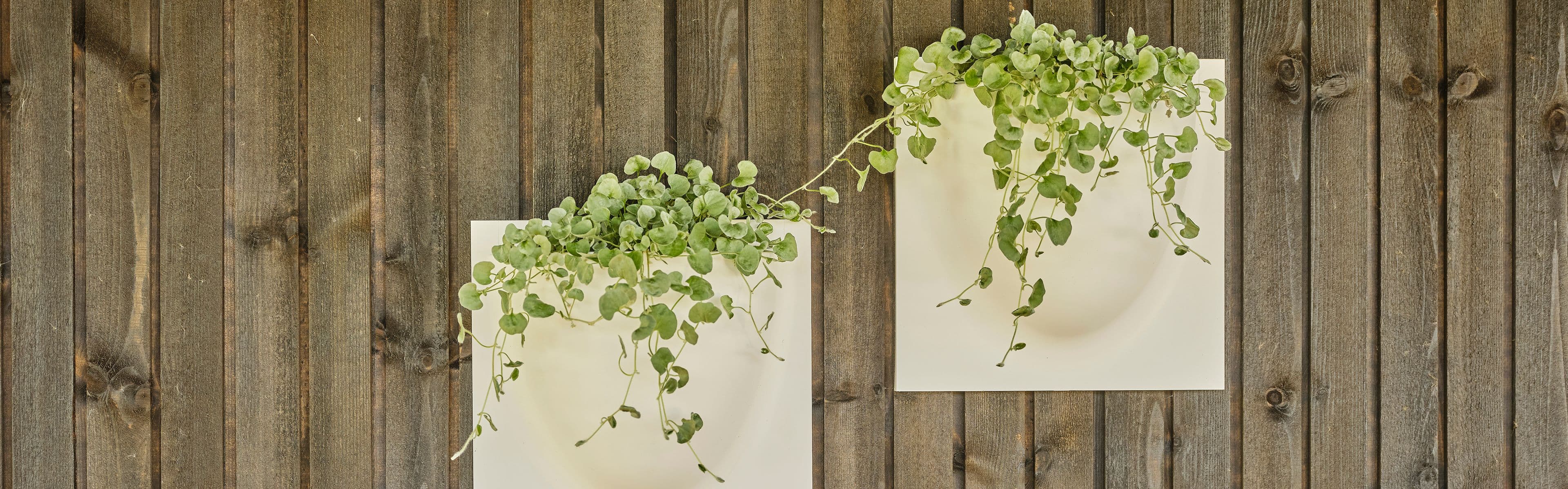 nærbilde av en husvegg med dobbelfalset kledning